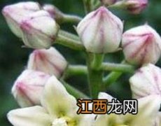 萝藦能吃么 华萝藦可以食用吗