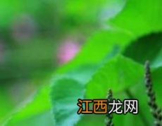 马棘的养植方法和注意事项 马棘的养植方法和注意事项视频