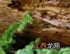 远志益智仁伸筋草的功效与作用及禁忌 伸筋草的功效与作用及禁忌