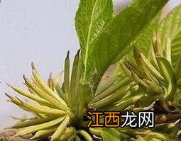 杜仲的功效与作用 杜仲的功效与作用有哪些