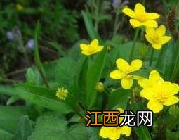 驴舌头草有什么作用 驴舌头草有什么作用和功效