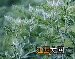 艾草的功效与作用图片 艾草的功效与作用