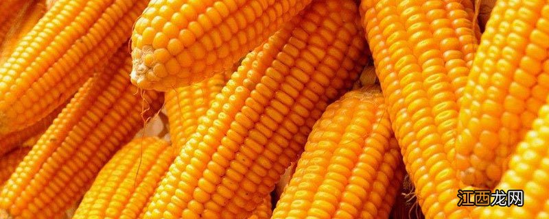 宏强717玉米种介绍 宏强527玉米种