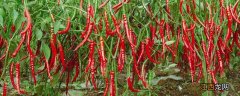 辣椒从播种到移栽需要多少天 辣椒从播种到结果要多长时间