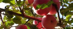 苹果树几年开花结果 盆栽苹果树几年开花结果