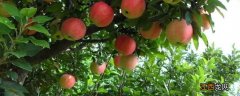 苹果树算农作物吗 苹果树算植物吗?