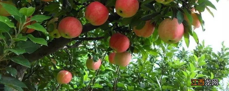 苹果树施什么肥好 苹果树用什么肥料好