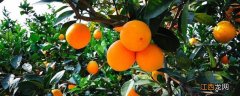 脐橙开春了用什么药 脐橙催熟用什么药