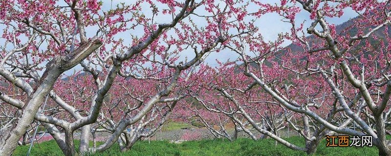 桃树从开花到结果的过程 桃树从开花到结果的过程视频