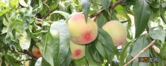 桃树早熟品种有哪些 桃树晚熟品种有哪些