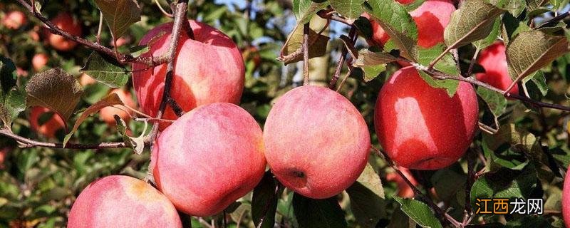 苹果冬季树修剪季节 苹果树冬季修剪时间