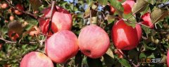 苹果树施农家肥是撒施好还是深施好 苹果树农家肥怎么施