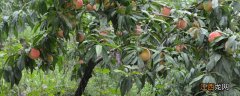猕猴桃树可以扦插繁殖吗 桃树可以扦插繁殖吗