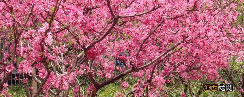 桃树单花芽能结果吗 桃树什么样的花芽可以结果