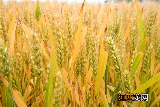 全国冬小麦播种面积已过9成：今日小麦最新价格是多少？附各地最新