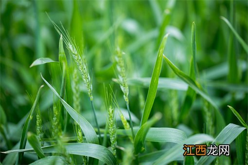 全国冬小麦播种面积已过9成：今日小麦最新价格是多少？附各地最新