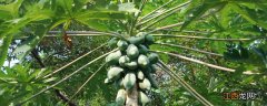 木瓜的生长期 木瓜从小到大的生长过程