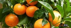 柑桔一亩多少株 柑橘一亩种植多少棵