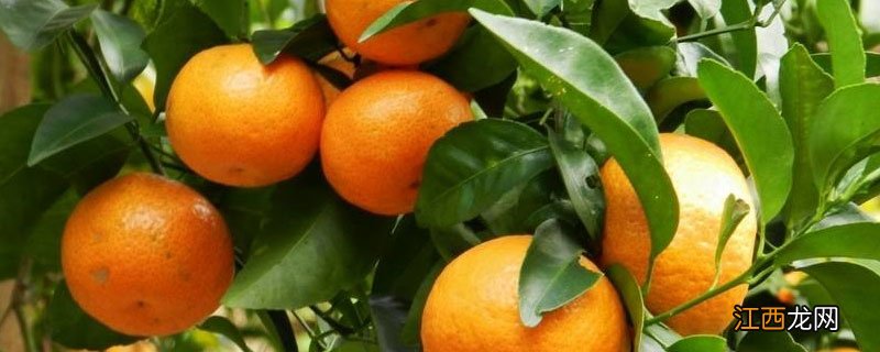 柑桔窝子肥怎样下 种柑橘用什么底肥