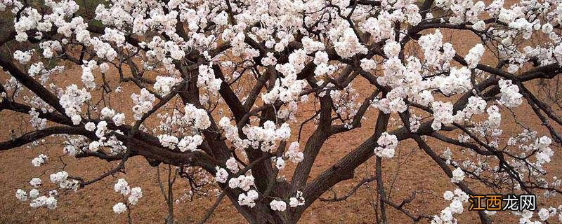 杏树叶芽什么形状 杏树花芽与叶芽的区别