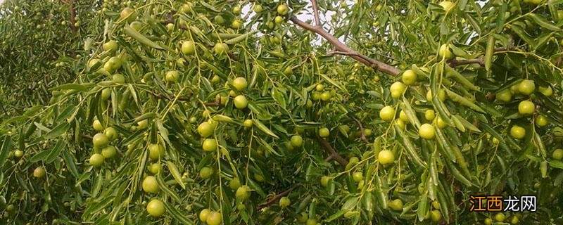 北方枣树什么时候结果 枣树什么时候结果