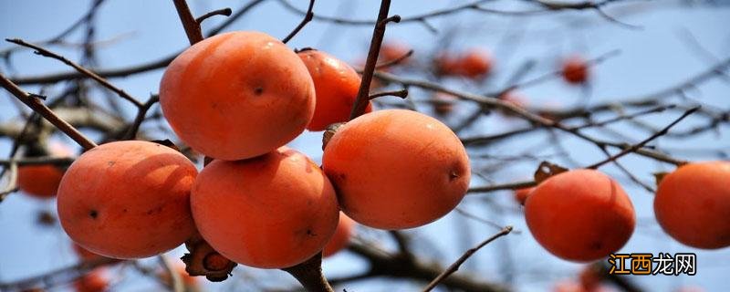 柿子是什么颜色 花西子红枫柿子是什么颜色