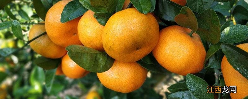 柑桔落叶的原因 柑橘产生落叶现象有几种原因