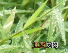 金丝草的功效 金丝草的功效与作用、禁忌和食用方法