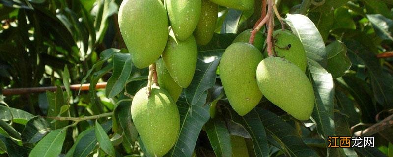 芒果几月份成熟 芒果几月份成熟期