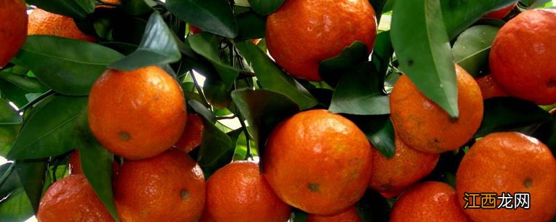 沙糖桔控冬梢用什么药 沙糖桔如何控制夏梢