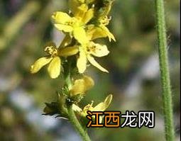 仙鹤草图片 仙鹤草图片 全图