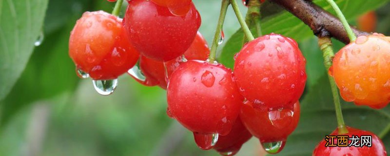 全国樱桃种植条件和区域 樱桃种植条件和区域