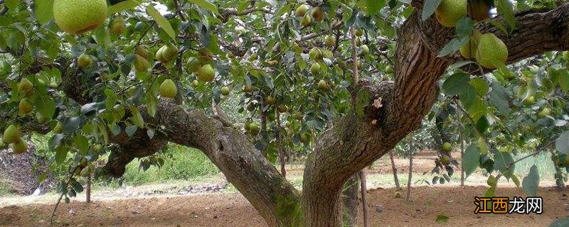 梨树根腐病最有效的治疗方法 梨树根腐的防治