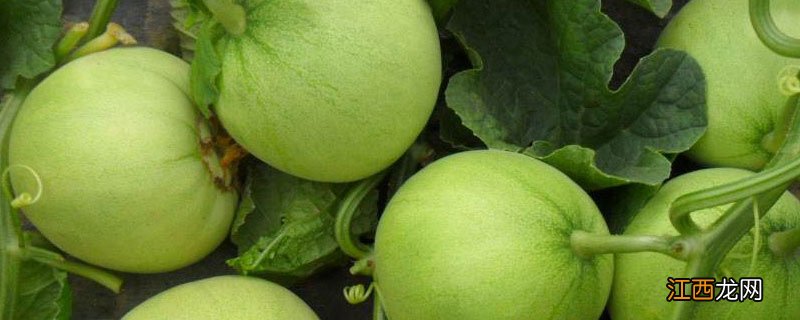 香瓜为什么不能重茬 西瓜地种香瓜算重茬吗