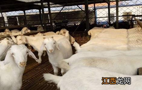 肉羊养殖赔钱的原因 肉羊养殖赔钱的原因有哪些