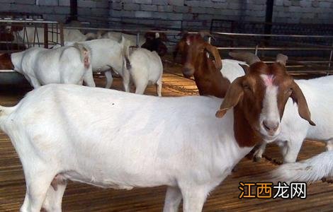 肉羊养殖赔钱的原因 肉羊养殖赔钱的原因有哪些