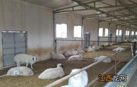 夏季养羊管理要点 春季饲养羊管理技术要点