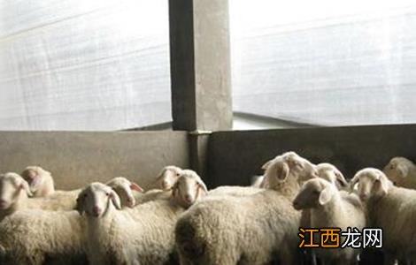 夏季养羊管理要点 春季饲养羊管理技术要点