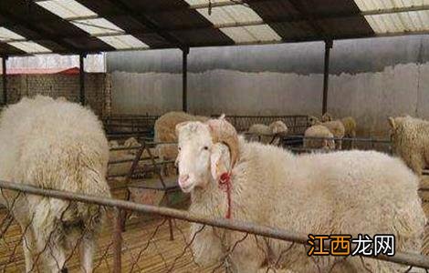 哪些母羊要及时淘汰 哪些母羊要及时淘汰饲料