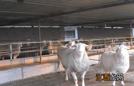 哪些母羊要及时淘汰 哪些母羊要及时淘汰饲料