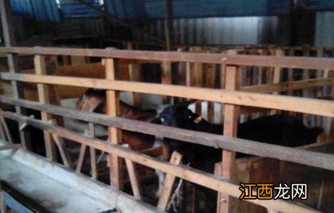黑山羊养殖怎样建羊舍 黑山羊养殖对羊舍有哪些要求