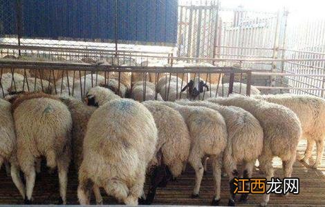 绵羊四季放牧的注意要点 绵羊四季放牧的注意要点有哪些