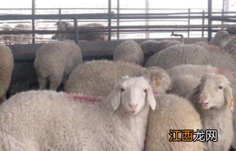 防止羊寄生虫的方法 防止羊寄生虫的方法是