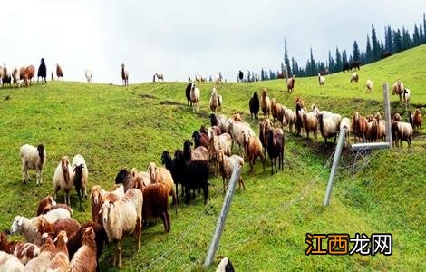 防止羊寄生虫的方法 防止羊寄生虫的方法是