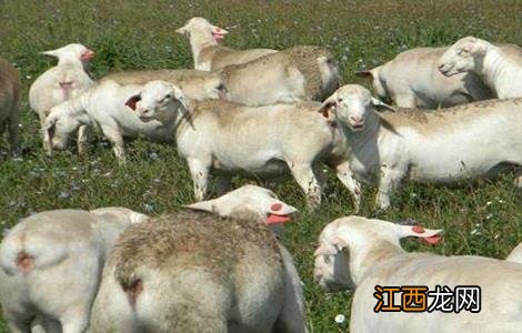 夏季养羊的注意事项 冬季养羊注意什么