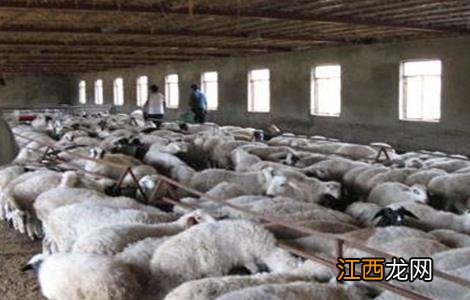 羊羔怎样育肥 羔羊育肥的注意事项