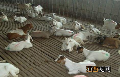 肉羊的常见疾病防治方法 肉羊的常见疾病防治方法有哪些