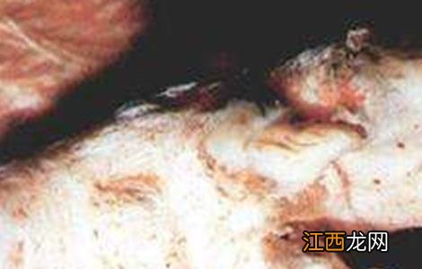 肉羊的常见疾病防治方法 肉羊的常见疾病防治方法有哪些