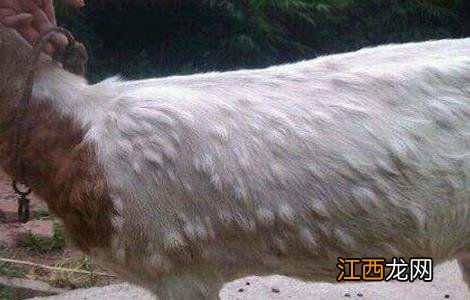 肉羊的常见疾病防治方法 肉羊的常见疾病防治方法有哪些