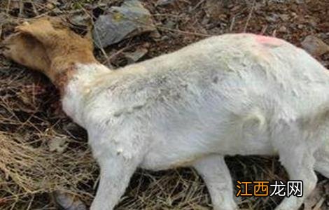 肉羊的常见疾病防治方法 肉羊的常见疾病防治方法有哪些